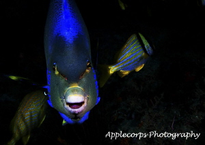 Queen Anglefish Gets Electric! by Richard Apple 